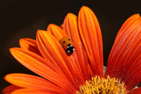 little orange and black ladybug crawls from the edge of an orange flower toward the yellow centerの写真素材