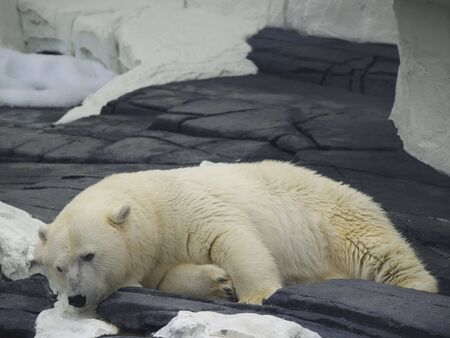 A large polar bear relaxes on the rocks above the waterの写真素材