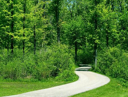 Curved pathway leads deep into the forestの写真素材