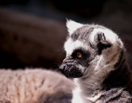 Profile of a young ring-tailed lemur in the sunの写真素材
