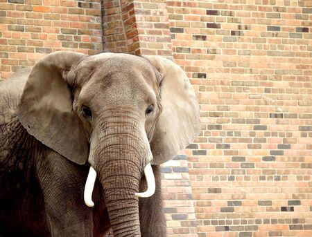 African elephant looks curious while standing in front of a brick wall at the zooの写真素材