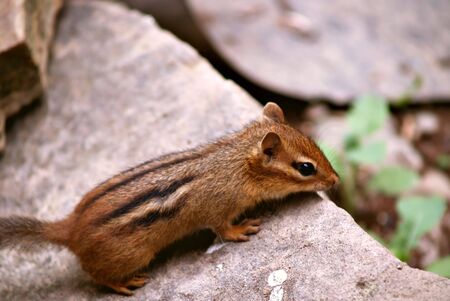 Little chipmunk peers over the edge of the rock before he makes his next move の写真素材