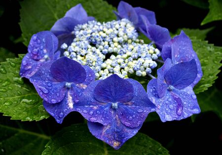 Ring of Hydrangea flowers in blue with white and blue buds in the centerの写真素材