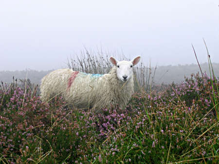 Irish sheep stands alert amongst the tall grasses and heather in the mistの写真素材