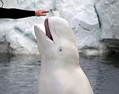 A beluga whale spyhops out of the water to touch her trainer's outstretched handの写真素材