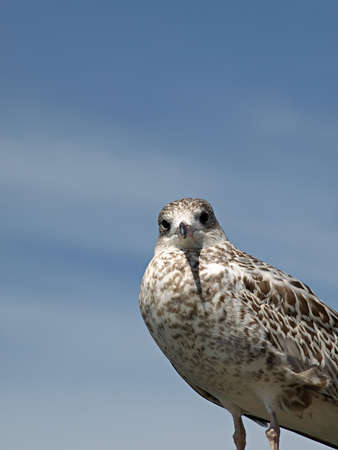 A brown and white gull watches curious against a hazy blue skyの写真素材