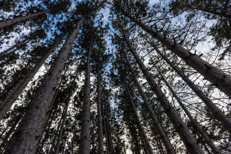 Looking up at the tops of tall pine trees in the forest.の写真素材