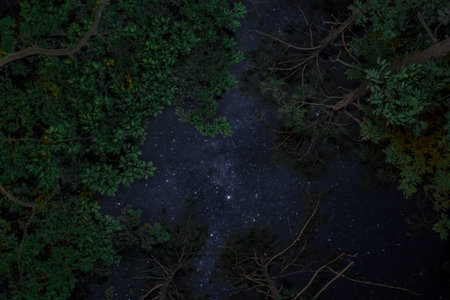Night starry sky with stars and trees in the forest. 3d renderingの写真素材