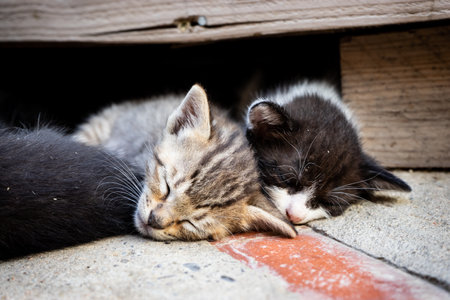 Two little kittens sleeping together on the floor. Shallow depth of field.の写真素材