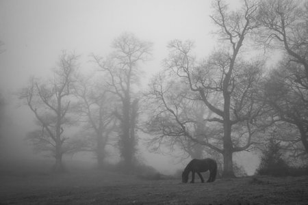 Black and white image of a horse grazing in a foggy forestの写真素材