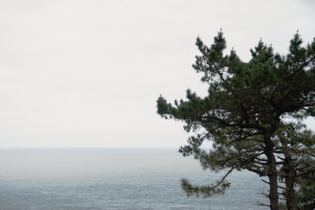 Pine tree on the shore of the sea in the fog.の写真素材
