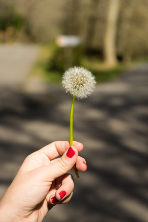 Dandelion in hand on a background of the spring landscape.の写真素材