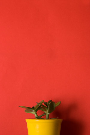 Succulent plant in a yellow pot on a red background.の写真素材