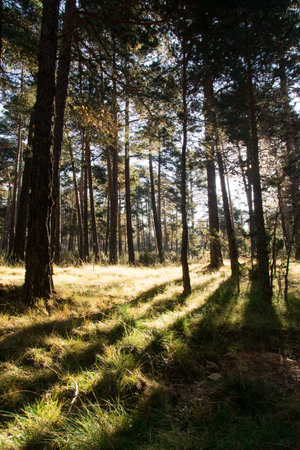 Pine forest with sun rays coming through the branches in autumn.の写真素材