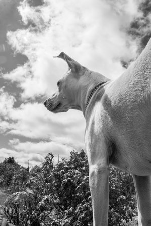 White dog looking at the sky with clouds in black and white.の写真素材
