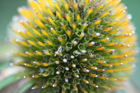 An abstract view of a bud from a plantの写真素材