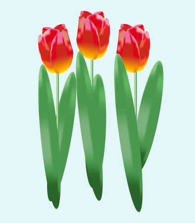 red bright holiday of spring flowers tulipsのイラスト素材