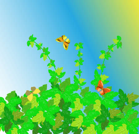 The grass in the summer. Sunny morningのイラスト素材