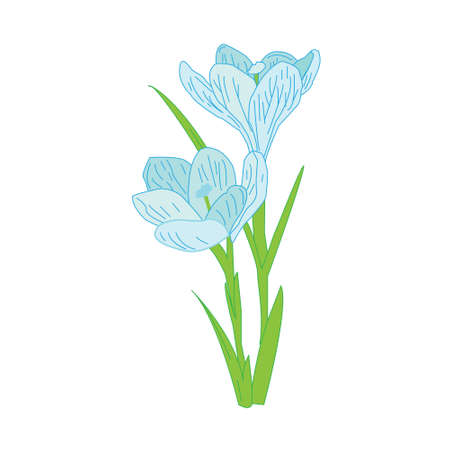 spring primroses, delicate Crocusのイラスト素材