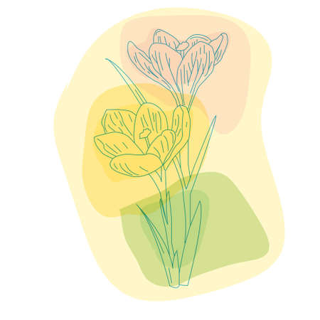 spring primroses, delicate Crocusのイラスト素材