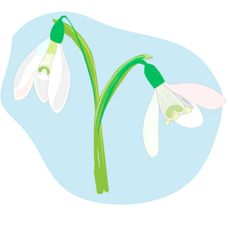 Snowdrops on a blue background. Spring illustration. background with snowdrop. Background with flower. Illustrations of flowers. Spring backgroundのイラスト素材