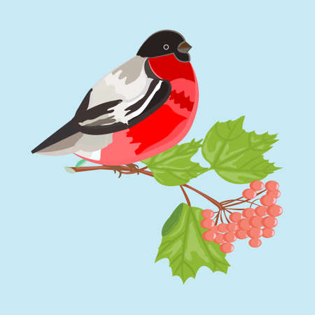 Bullfinch . bullfinch on a branch of viburnumのイラスト素材