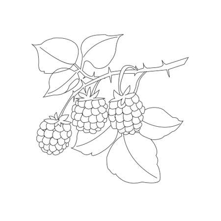 vector illustrator of berries and sprigh of raspderryのイラスト素材