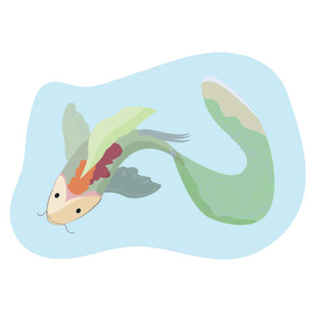 Chinese japanese koi fish red carp water animal isolated on white background vector illustrationのイラスト素材