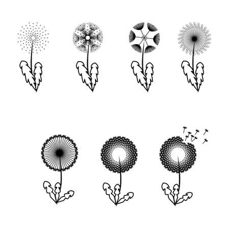 Dandelion flowers with fluffy seeds, black floral vector silhouettes isolated on white. Blowball fragile and illustration of black blowball fluffyのイラスト素材