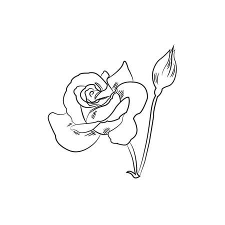 Black and white sketch of rose flower black and white, vector illustrationのイラスト素材