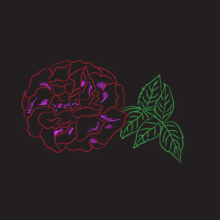 Colour sketch, silhouette rose flower on black background, vector illustrationのイラスト素材