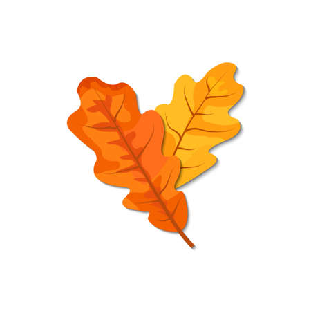 Autumn leaves (maple, oak, birch, chestnut and other plants) of various colors. Vector illustration.のイラスト素材