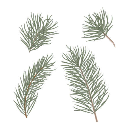 Christmas tree branches set for Christmas decor. Branches close-up. Collection of pine branches. Vector set of christmas graphic elements. Merry Christmas design for invitation and greeting card, prints and posters. Hand drawn winter plantsのイラスト素材