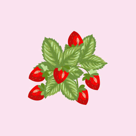Wild strawberry berries and leafs, vector illustrationのイラスト素材