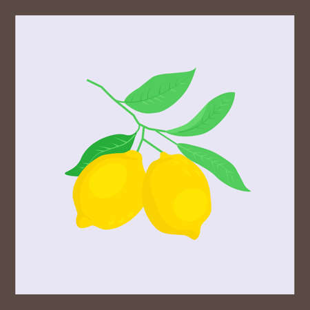 A branch with lemon fruits. Abstract elements, leaves and fruits, branches. Poster of modern art in pastel colors. Excellent design for social networks, postcards, printing.のイラスト素材