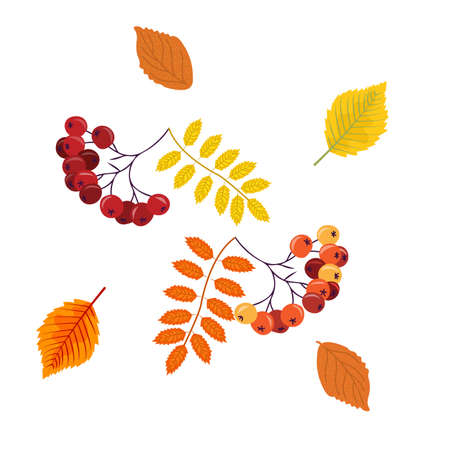 Autumn leaves of alder and rowan, autumn bright rowan berries, postcard, card, vector illustrationのイラスト素材