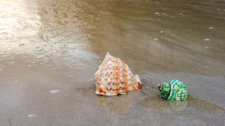 Beautiful shells on the beach waiting the summerの写真素材