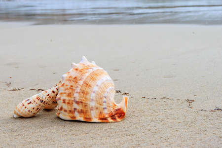 Beautiful shells on the beach waiting the summer