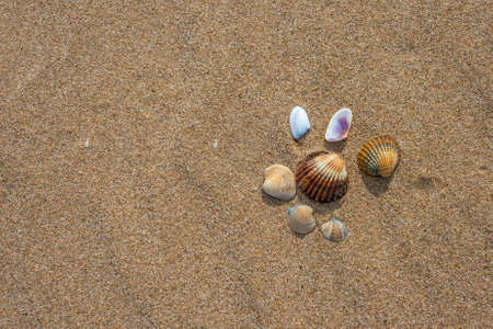 Beautiful shells on the beach waiting the summer