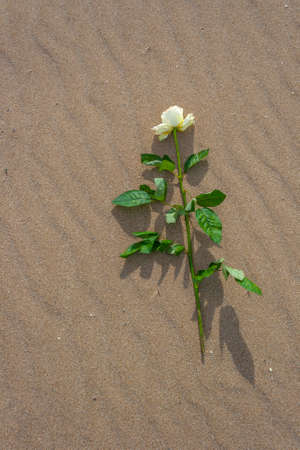Withe rose alone on the beachの写真素材