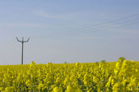 Rapeseed field with power lines - industry meets agricultureの写真素材