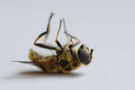 Dead Wasp (Macro - narrow depth of field focusing on eye)の写真素材