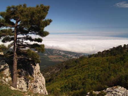  At tops of the highest mountain of Crimea and on its(her) plateau densely grow beautiful Crimean a pine. On rocks of Crimea have got accustomed a pine.の写真素材