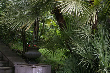The shaggy palm tree was politely bent above a marble ladder marchの写真素材