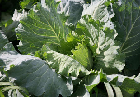 Head of cabbage with greater leaves grows on a bed