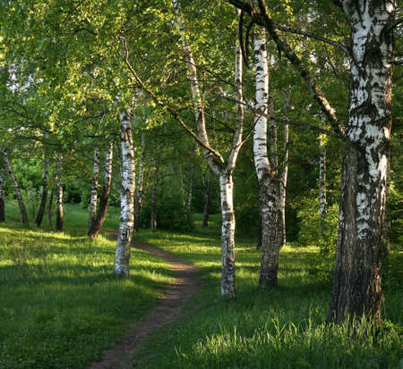Forest path between birches under beams of the morning sunの写真素材