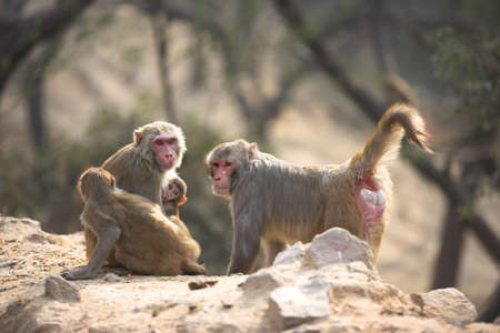 Indian monkey (in the streets of New Delhi)の写真素材