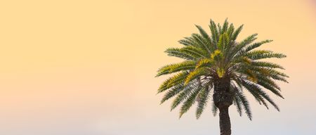 Palm on uniform background (not isolation)の写真素材