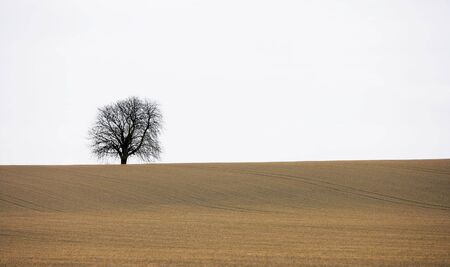 Lonely treeの写真素材