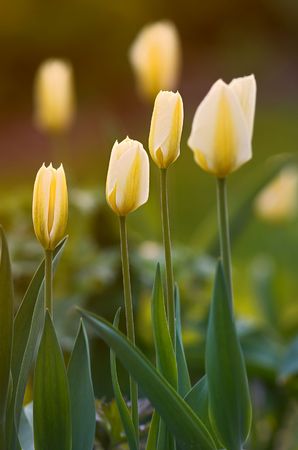 White tulipsの写真素材